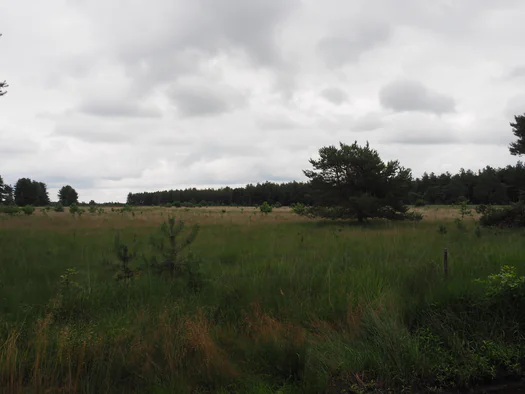 Dodendraad in Hamelt Achel (Belgium)